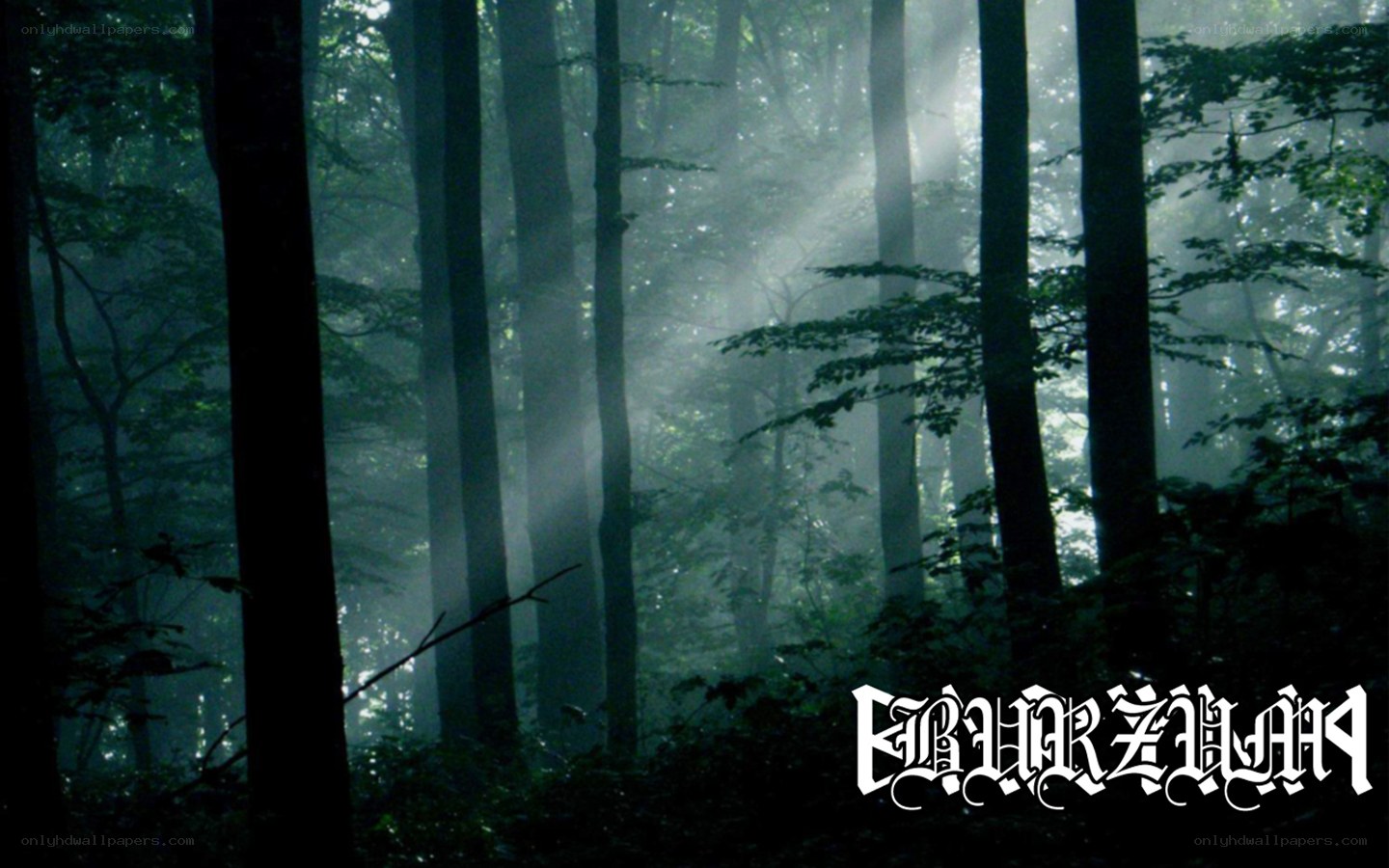 Misty forest with light rays