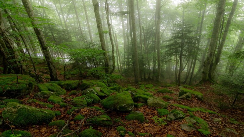 Misty forest with moss-covered rocks