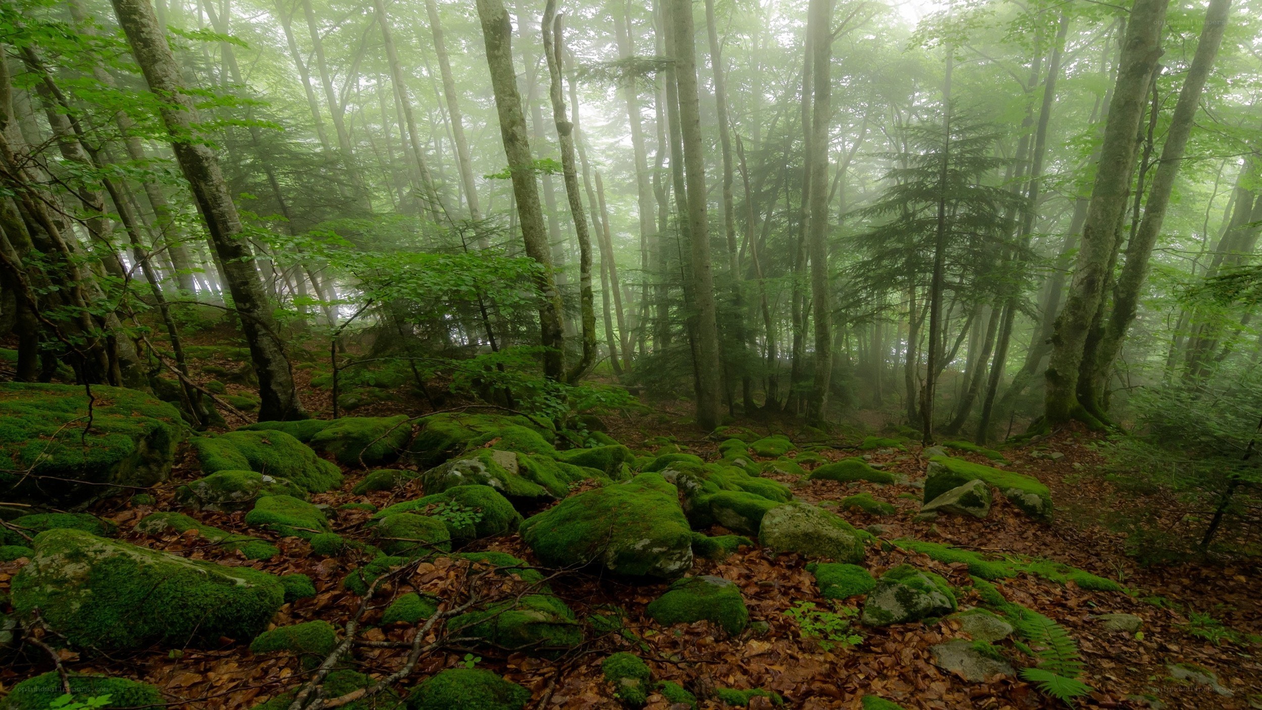 Misty forest with moss-covered rocks