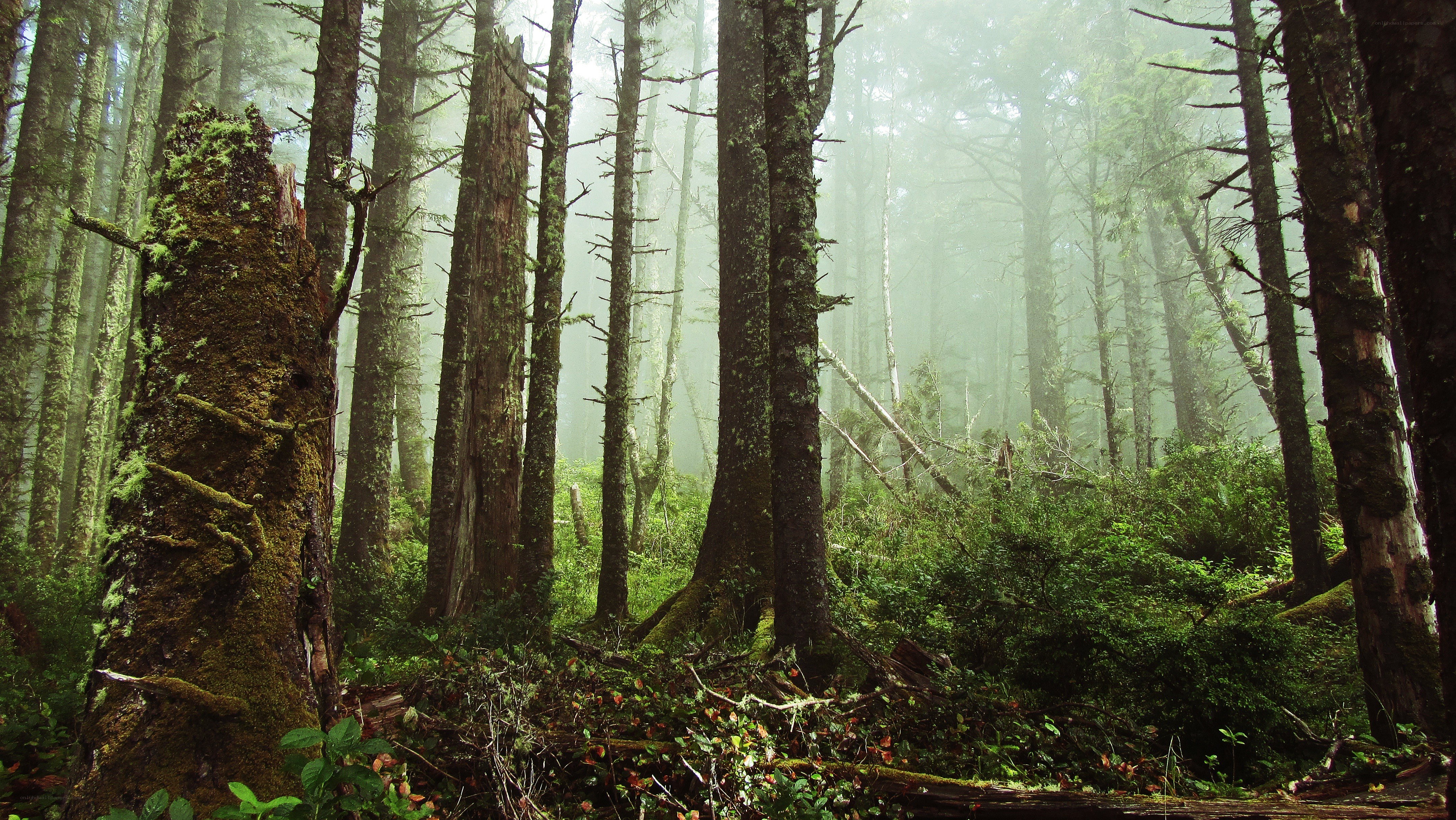 Misty forest with moss-covered trees