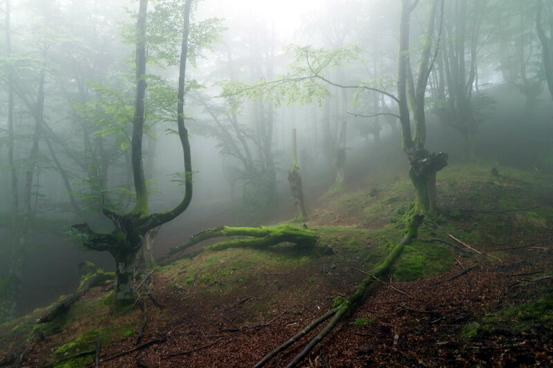 Misty Forest with Moss