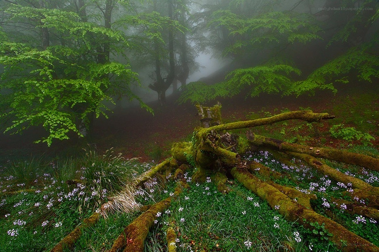 Misty forest with mossy logs