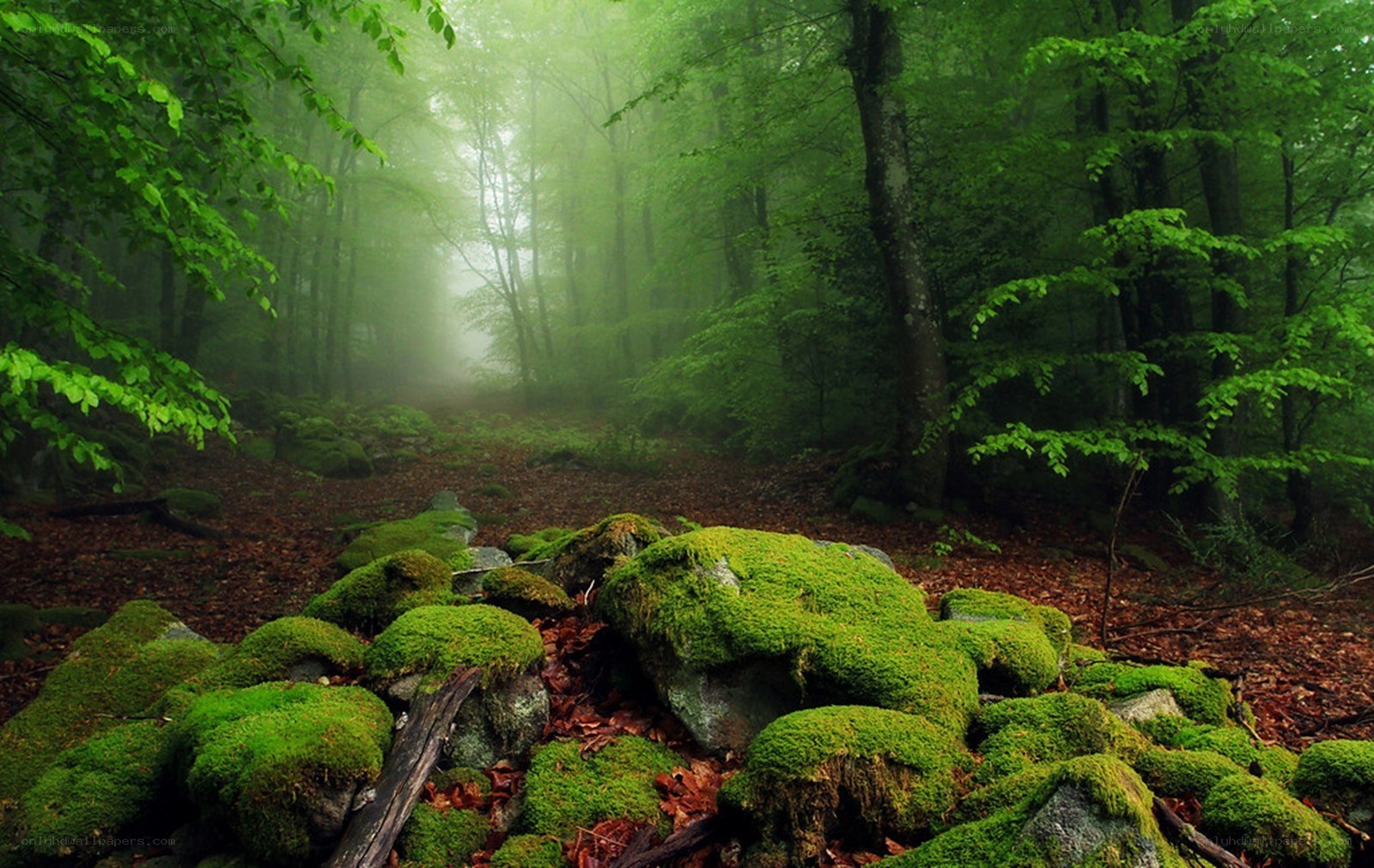 Misty forest with mossy rocks