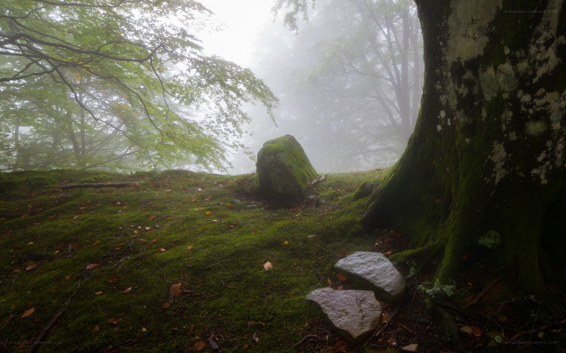Misty forest with mossy rocks