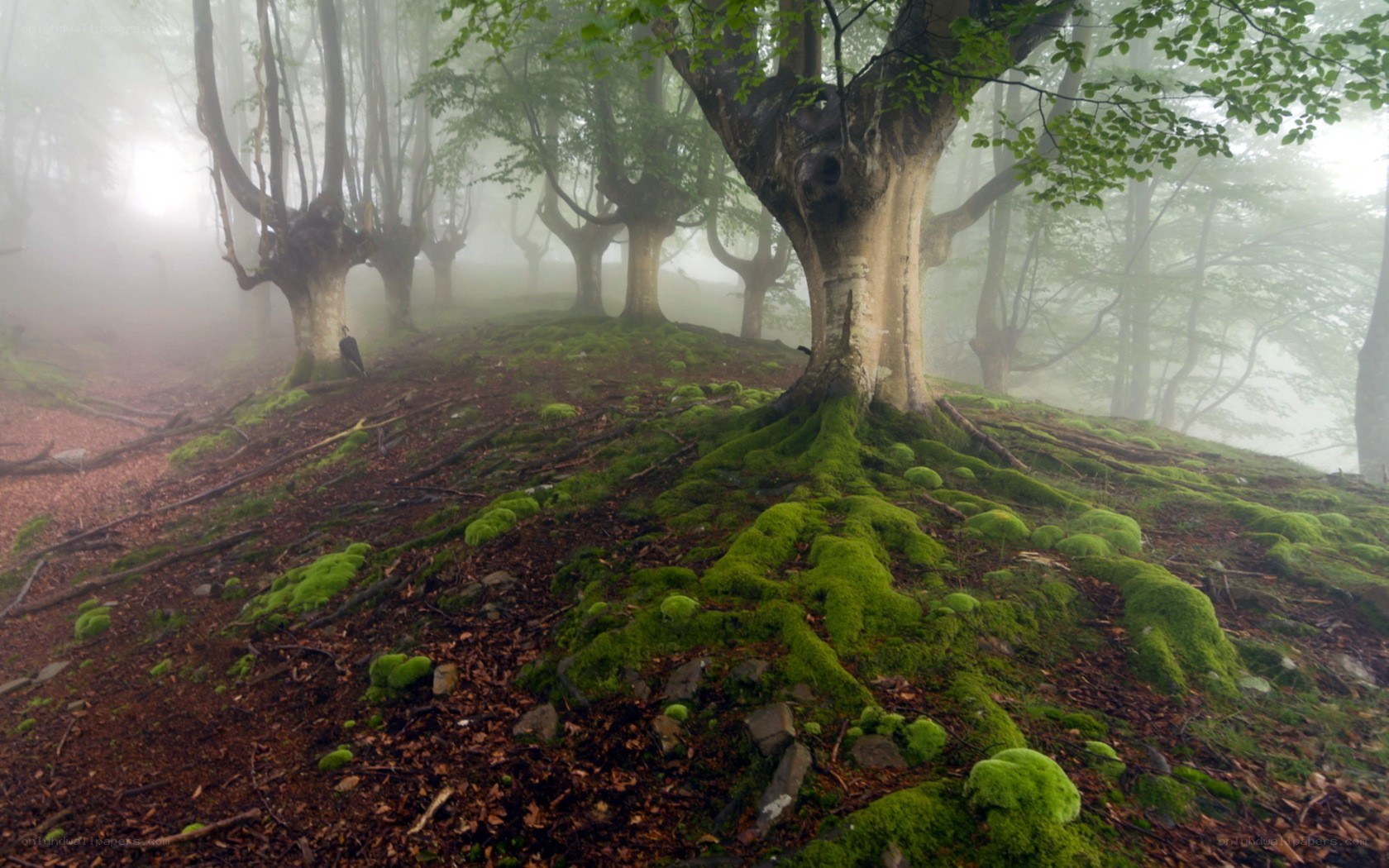 Misty forest with mossy roots