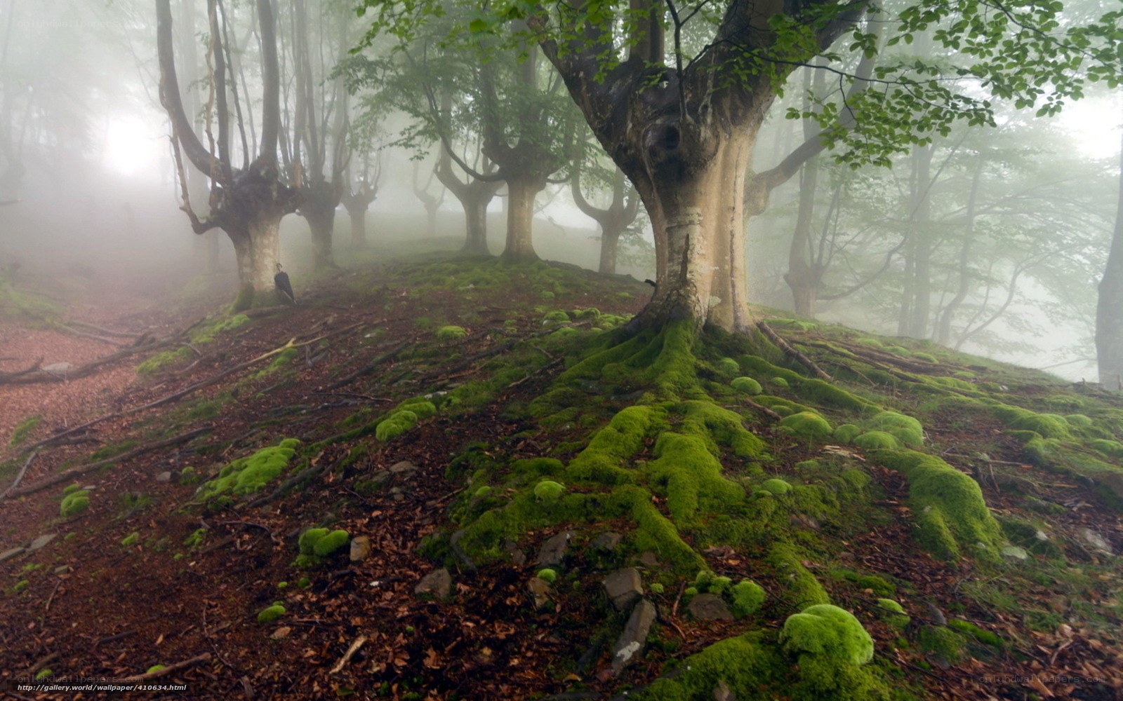 Misty forest with mossy roots