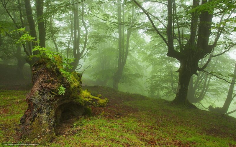 Misty forest with mossy tree