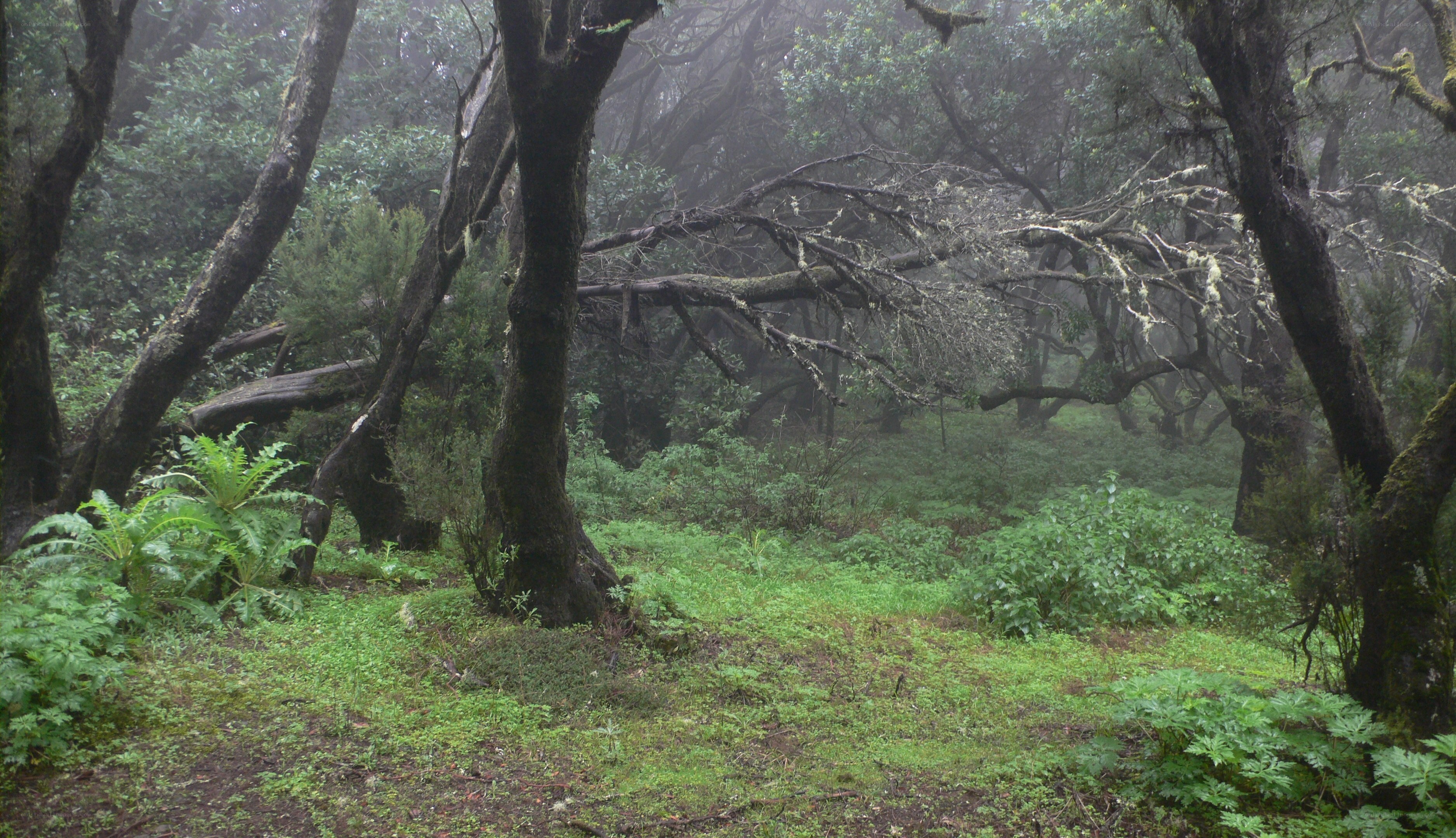 Misty forest with mossy trees