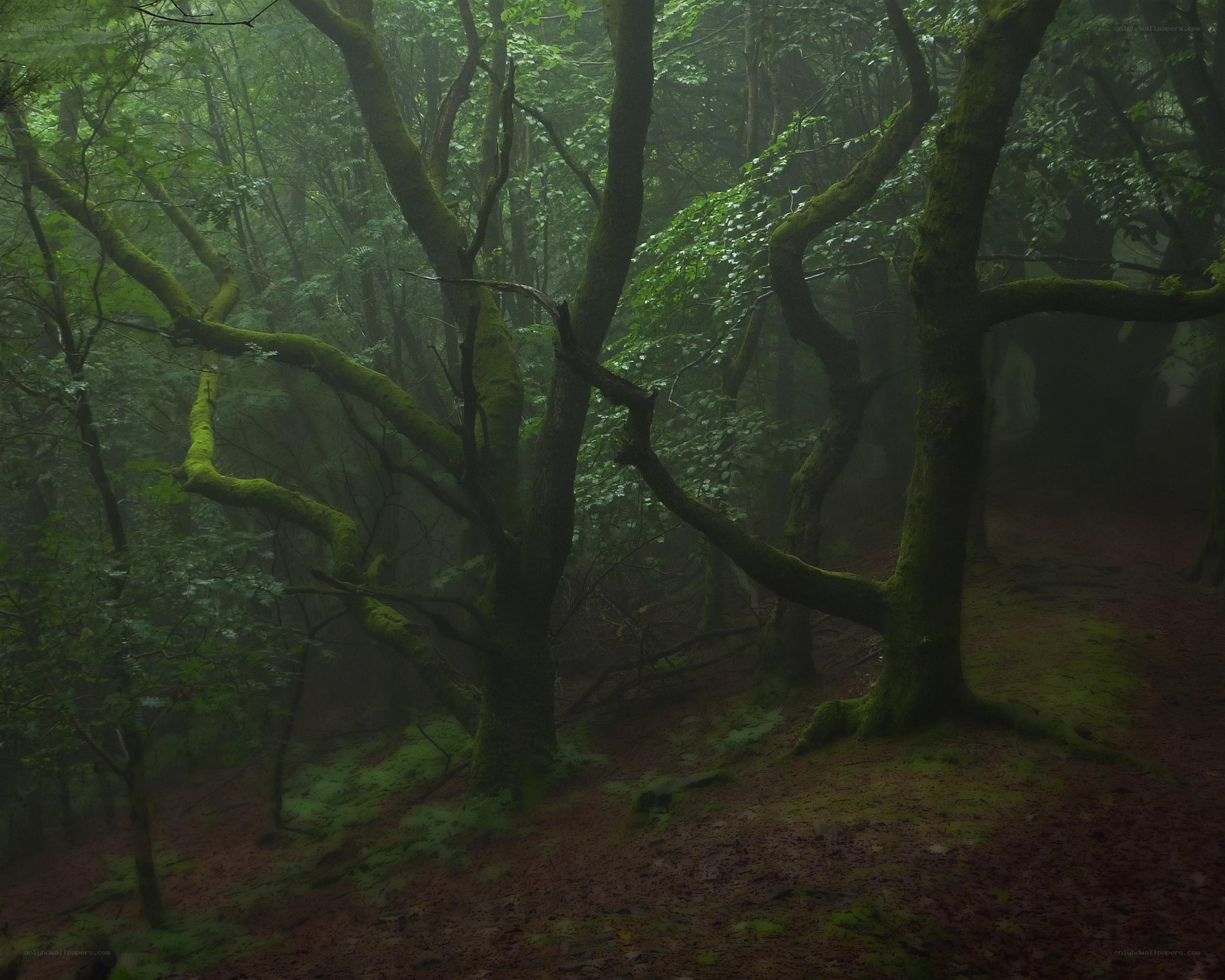 Misty forest with mossy trees