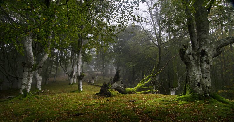 Misty forest with mossy trees