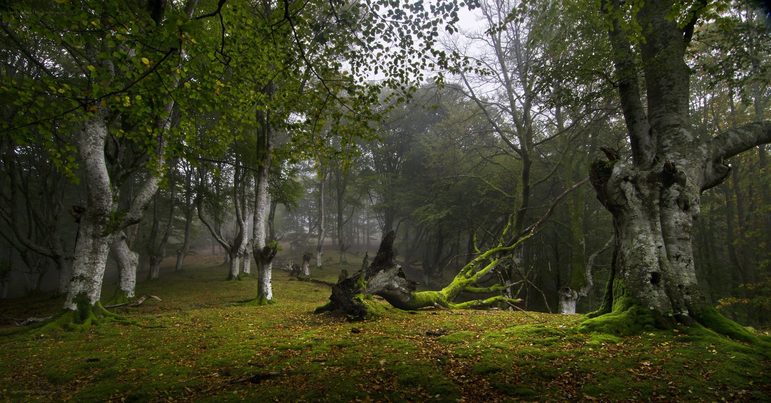 Misty forest with mossy trees