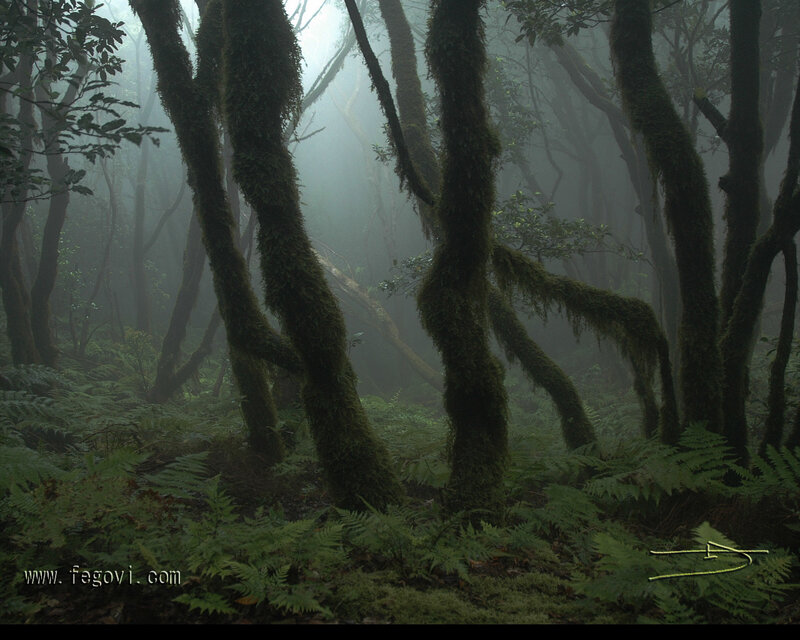 Misty forest with mossy trees