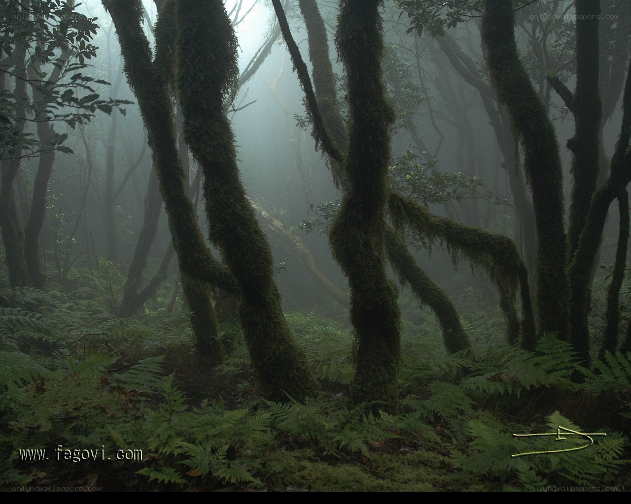 Misty forest with mossy trees