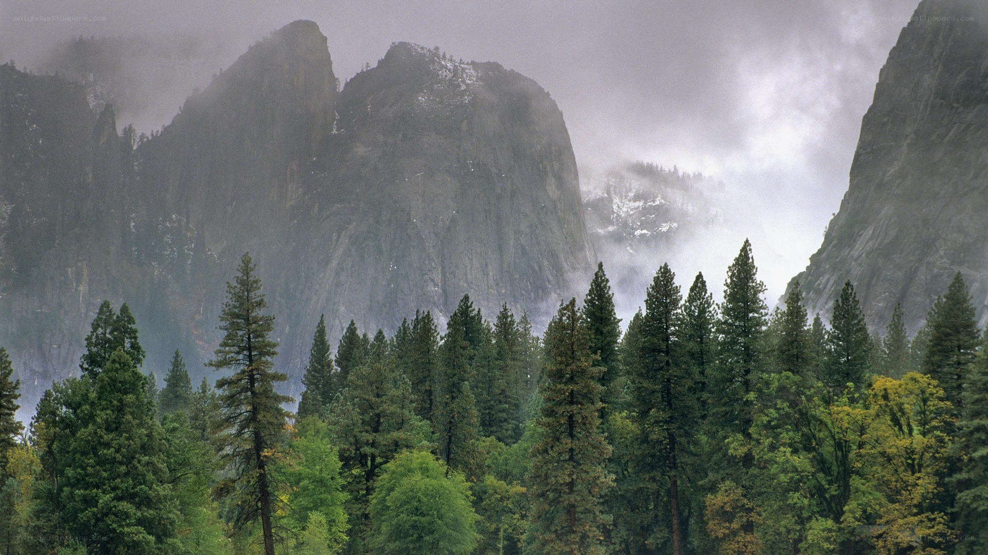 Misty forest with mountain peaks