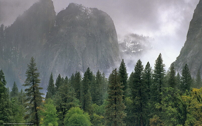 Misty forest with mountain peaks