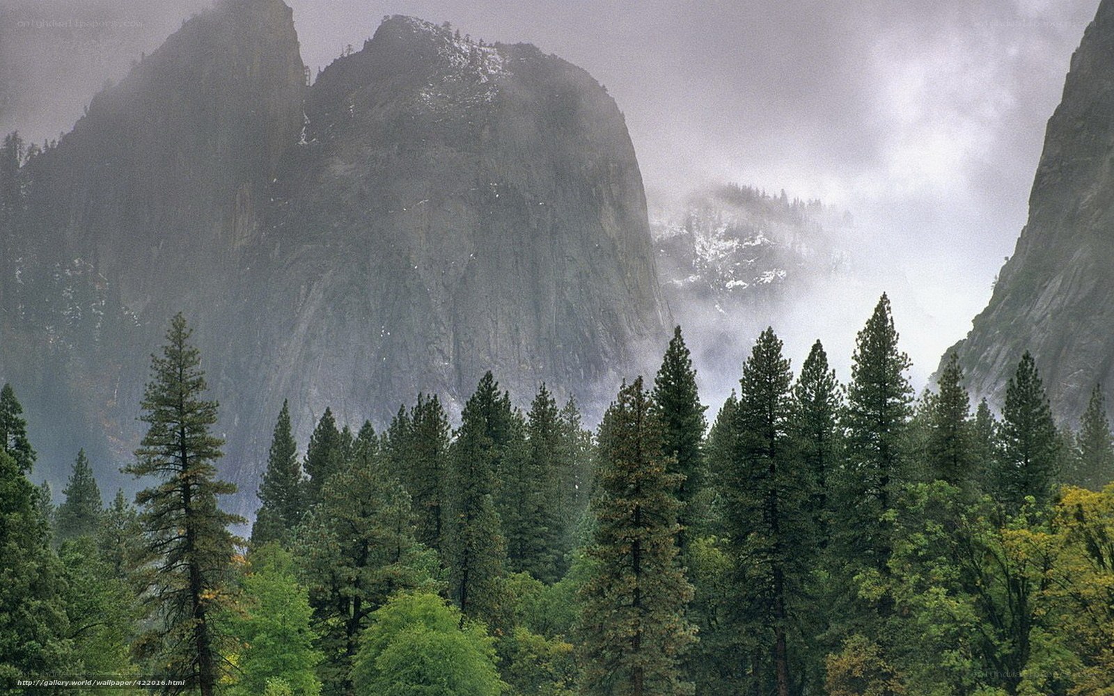 Misty forest with mountain peaks