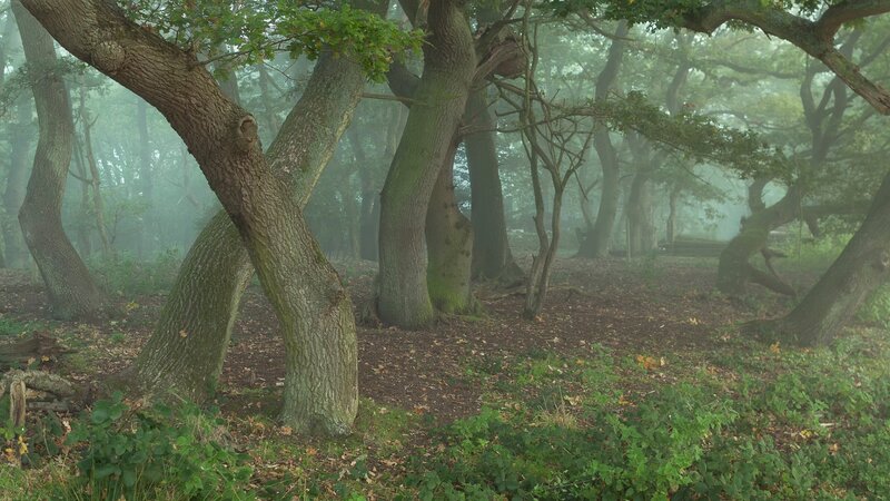 Misty Forest with Oak Trees — Green