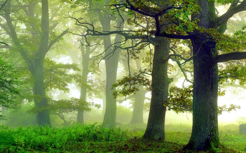 Misty Forest with Oak Trees