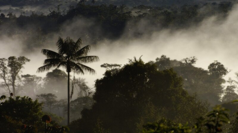 Misty forest with palm tree