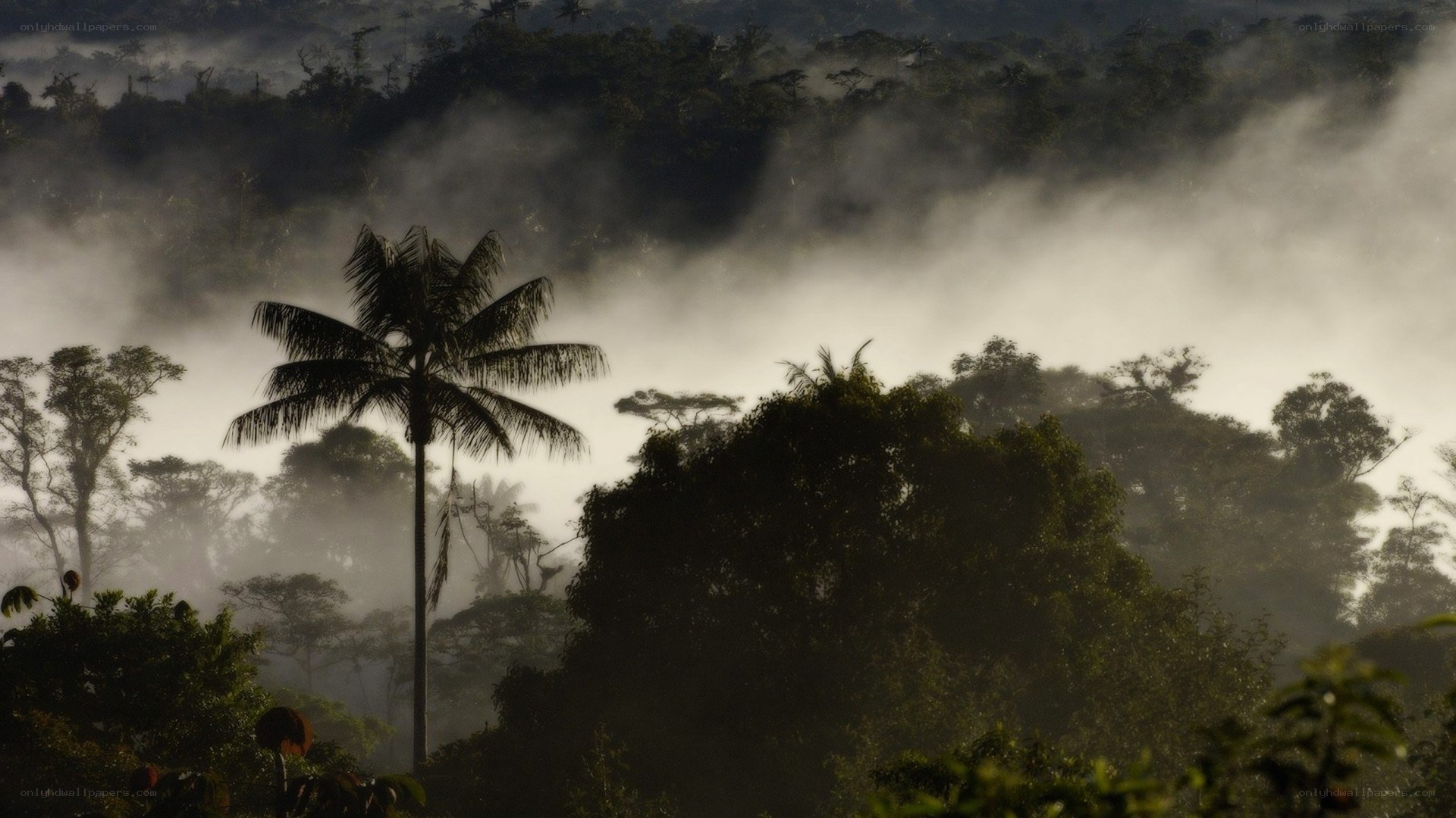 Misty forest with palm tree