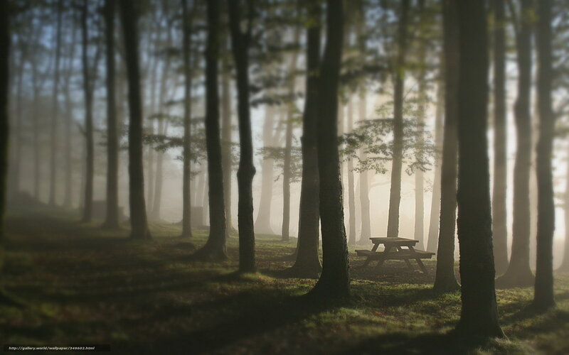 Misty forest with picnic table