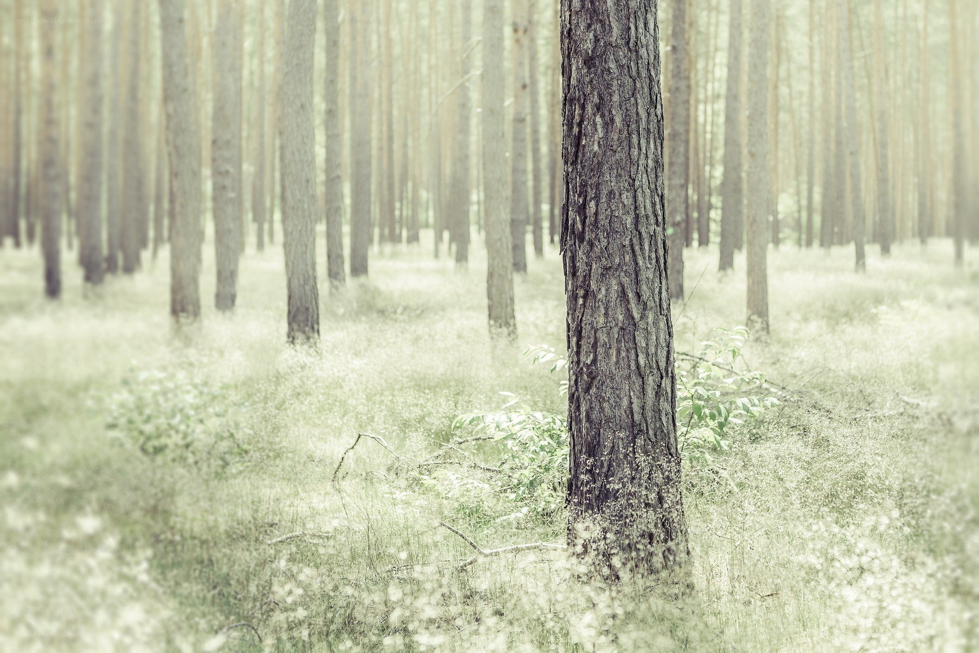 Misty forest with pine trees