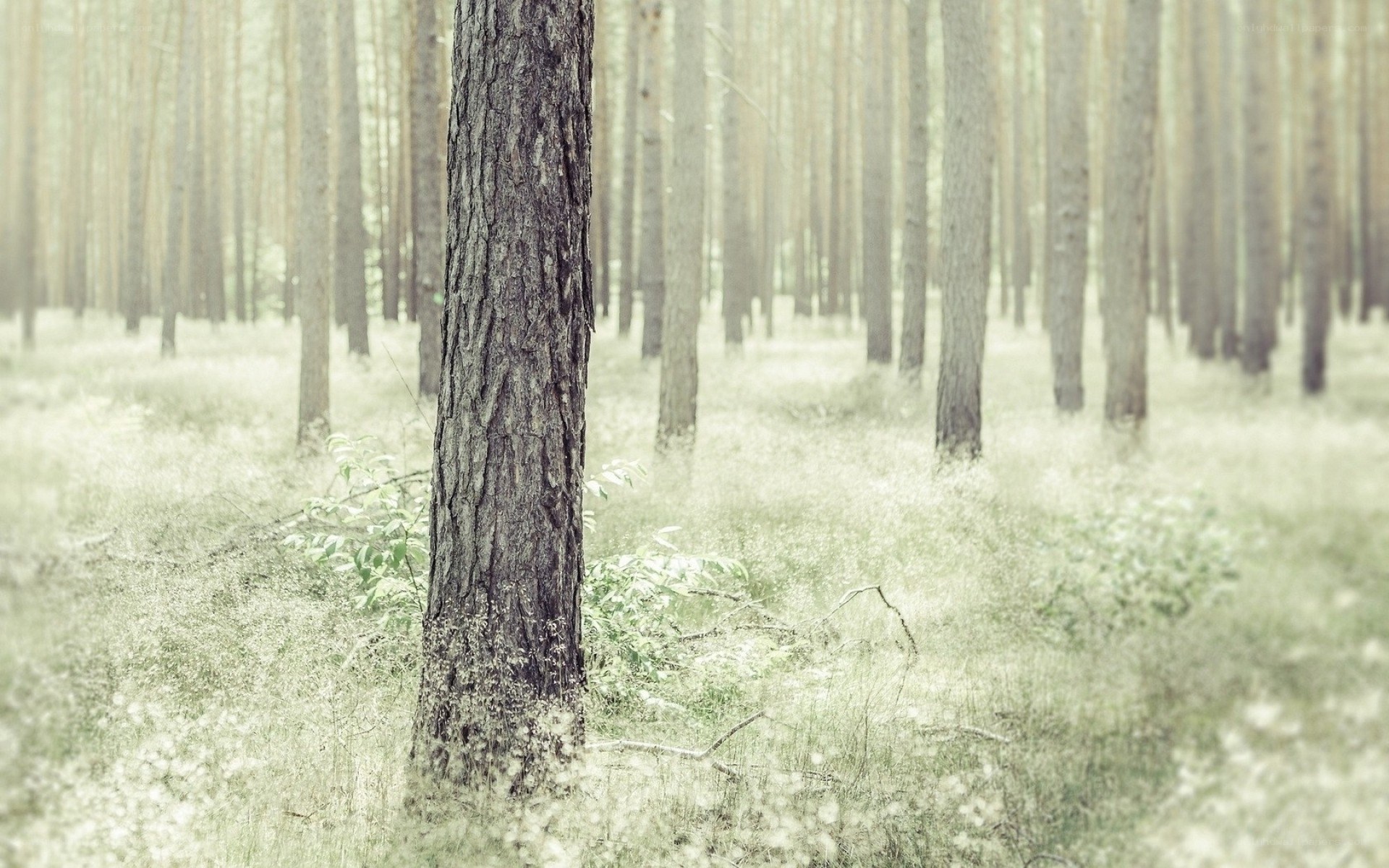 Misty forest with pine trees