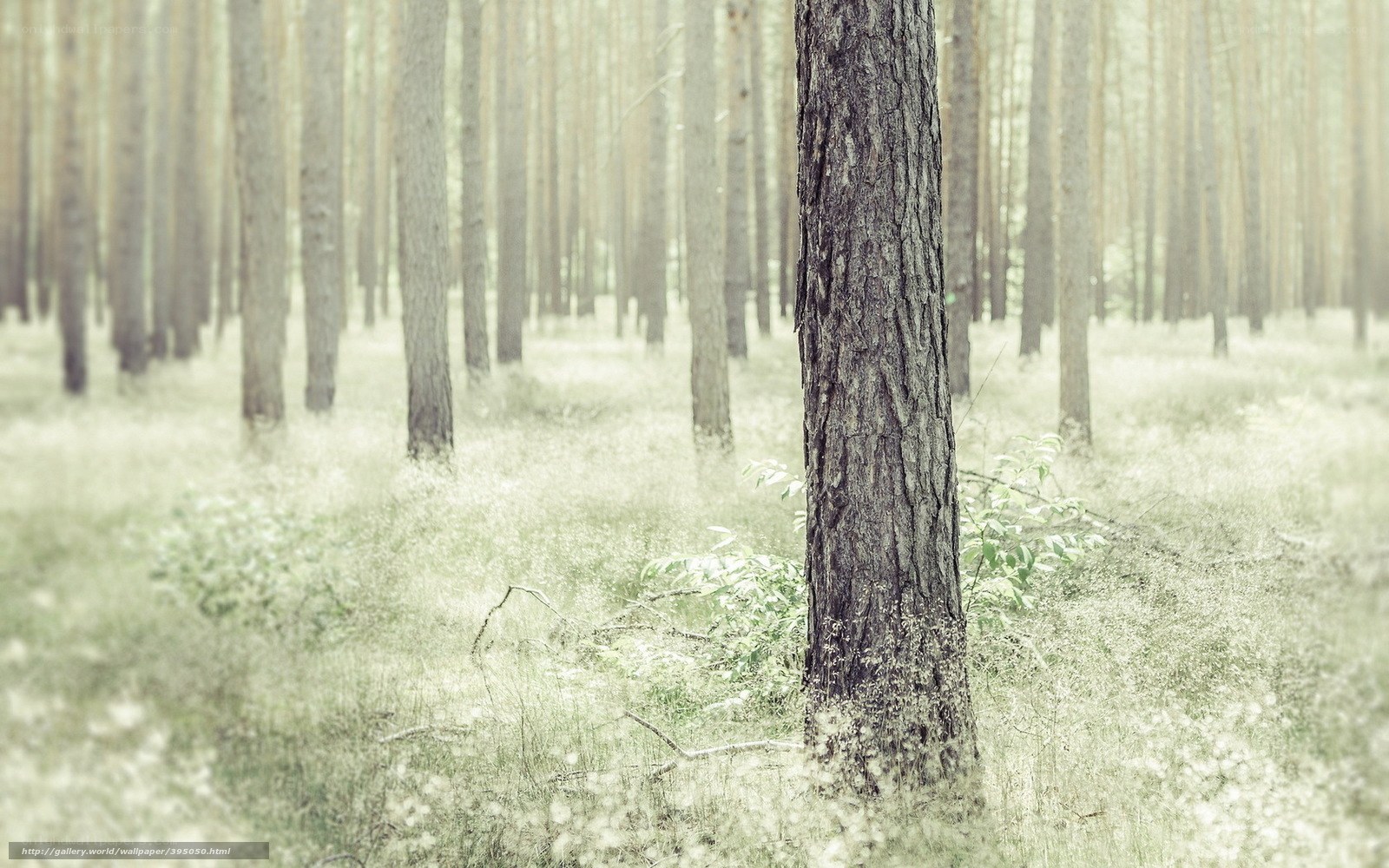 Misty forest with pine trees