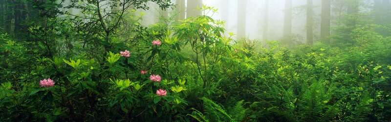 Misty forest with pink flowers