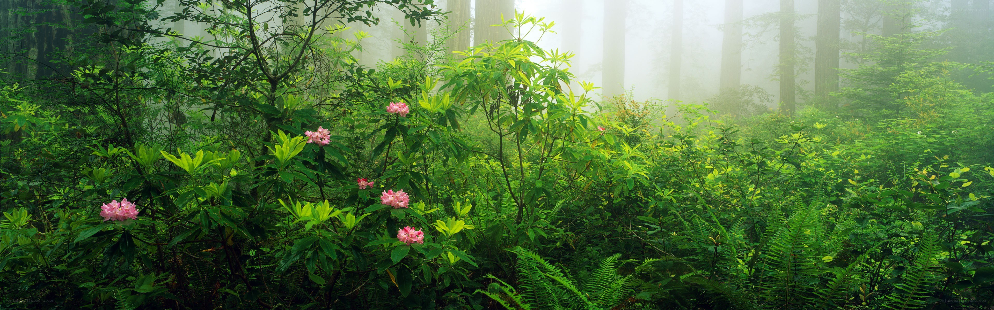 Misty forest with pink flowers
