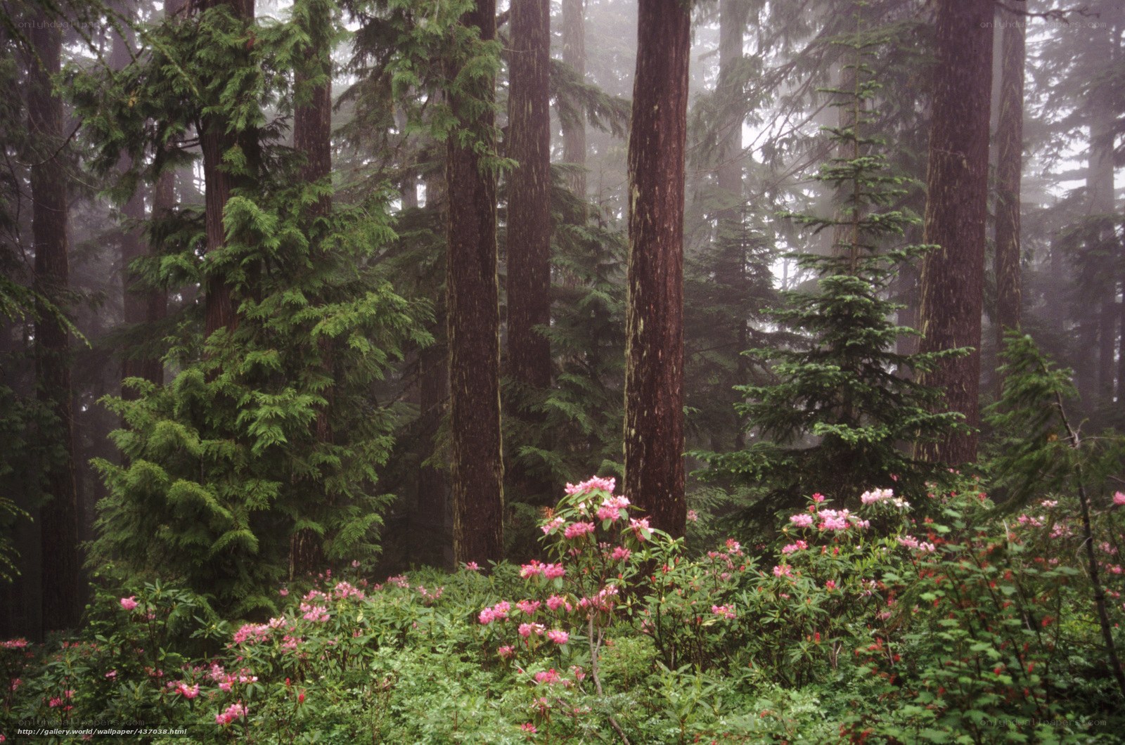 Misty forest with pink flowers