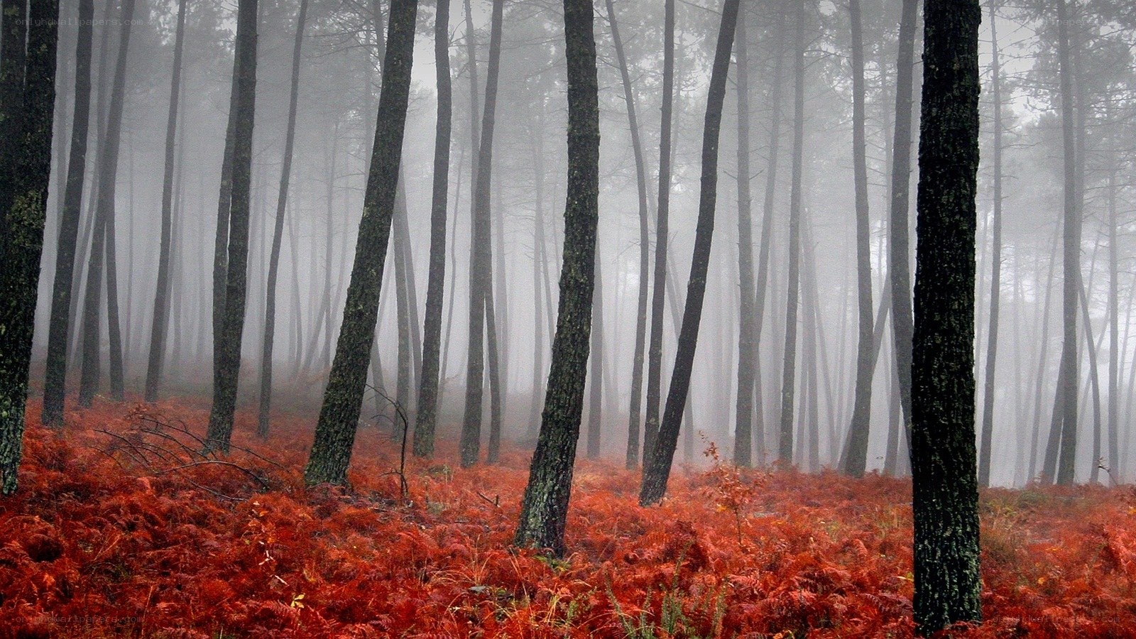 Misty forest with red ferns