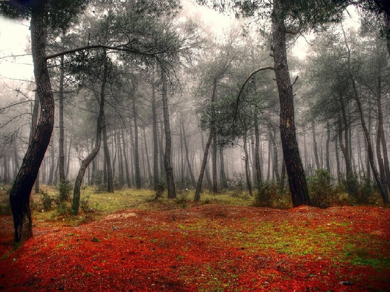 Misty forest with red ground