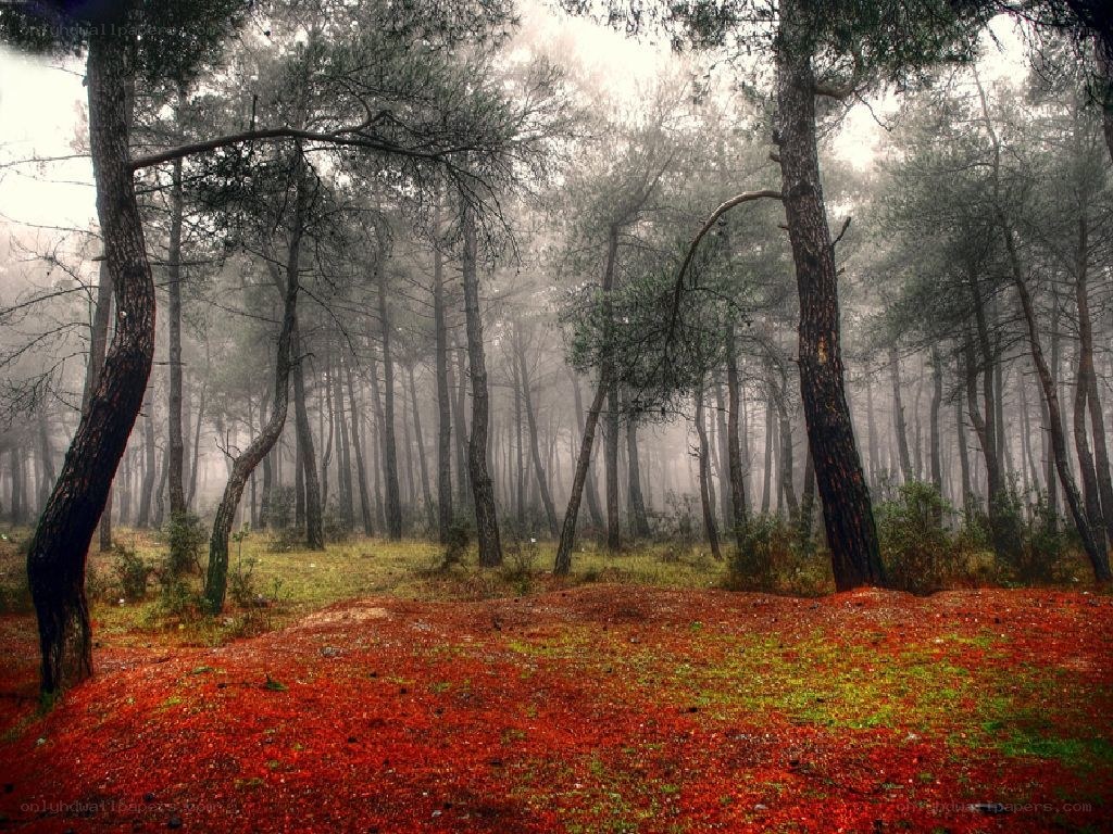 Misty forest with red ground