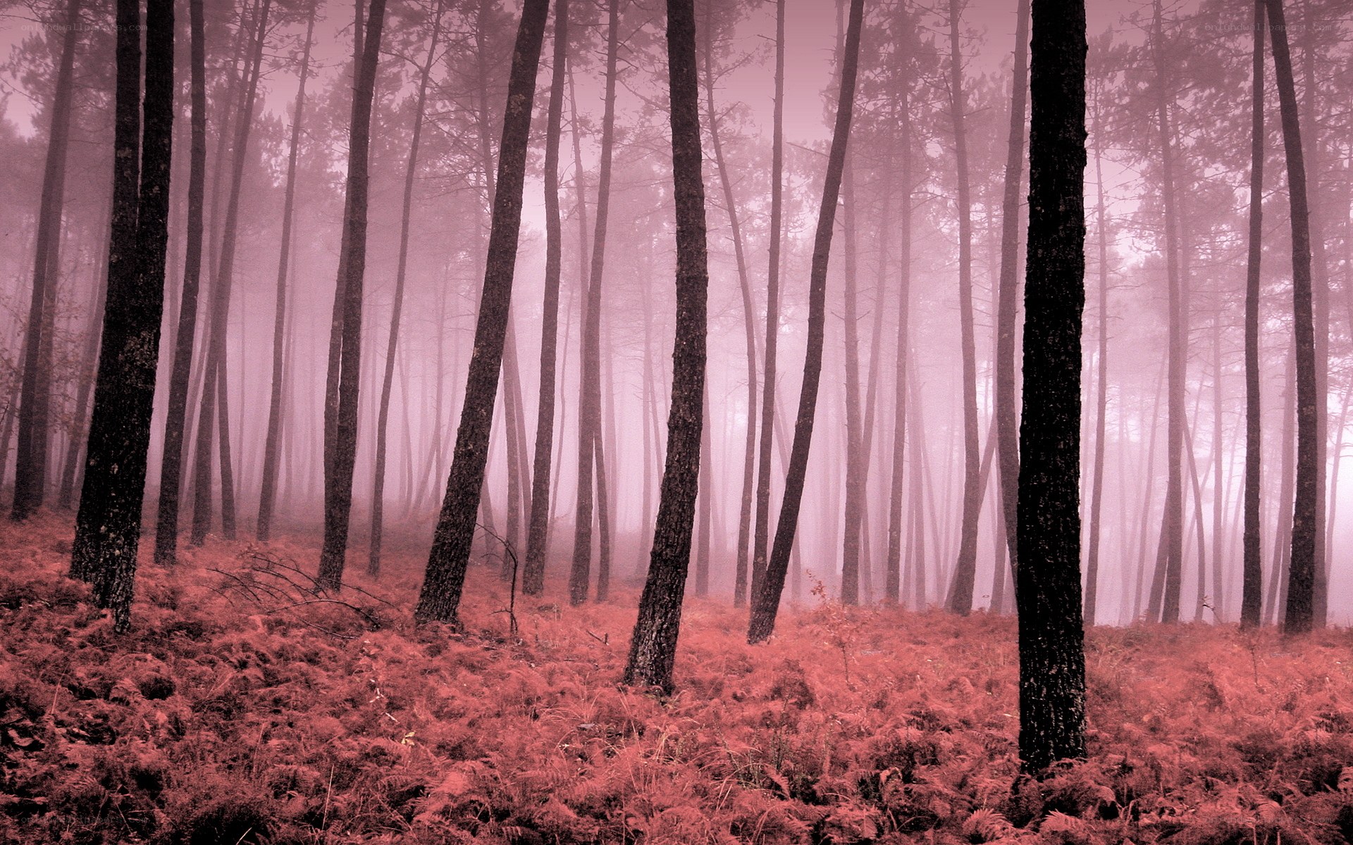 Misty forest with red hue