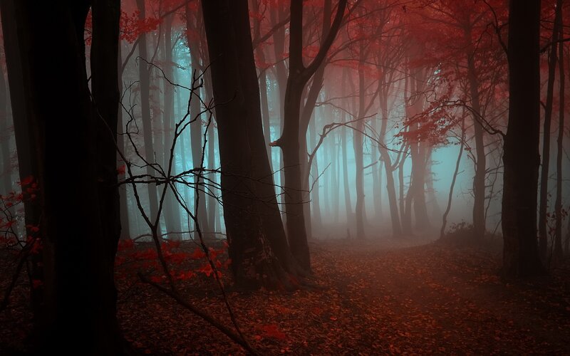 Misty forest with red leaves