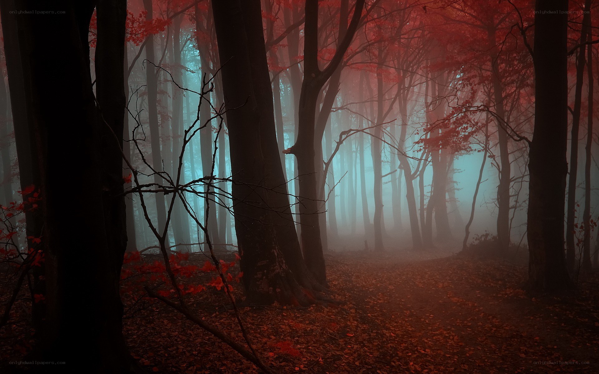 Misty forest with red leaves