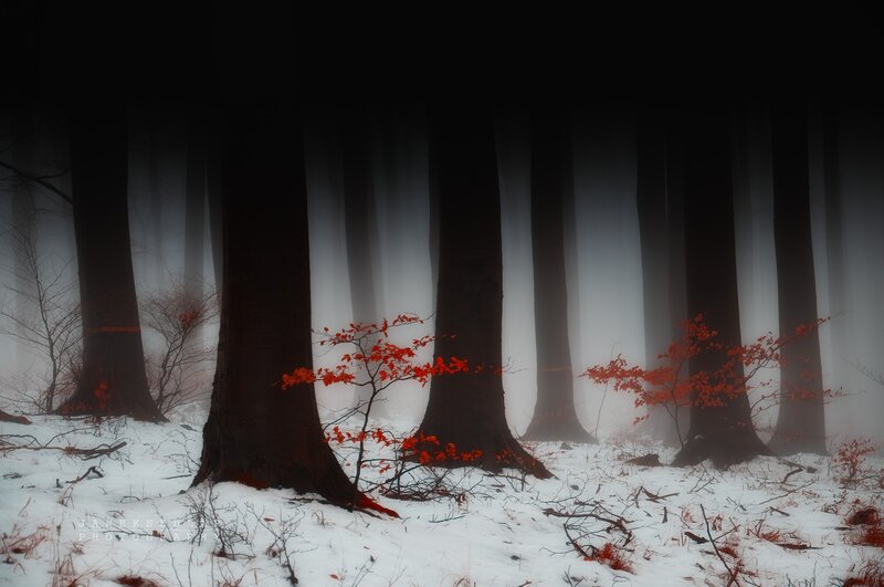 Misty forest with red leaves