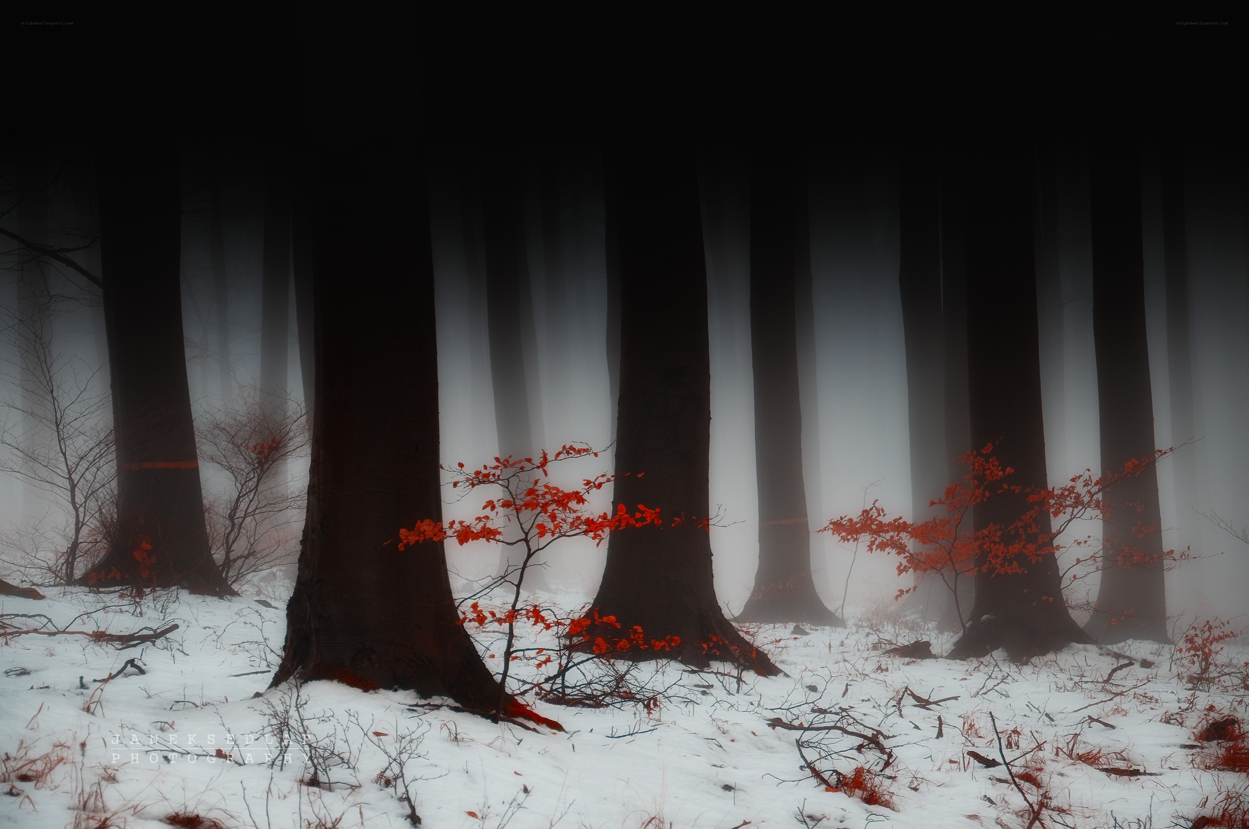 Misty forest with red leaves
