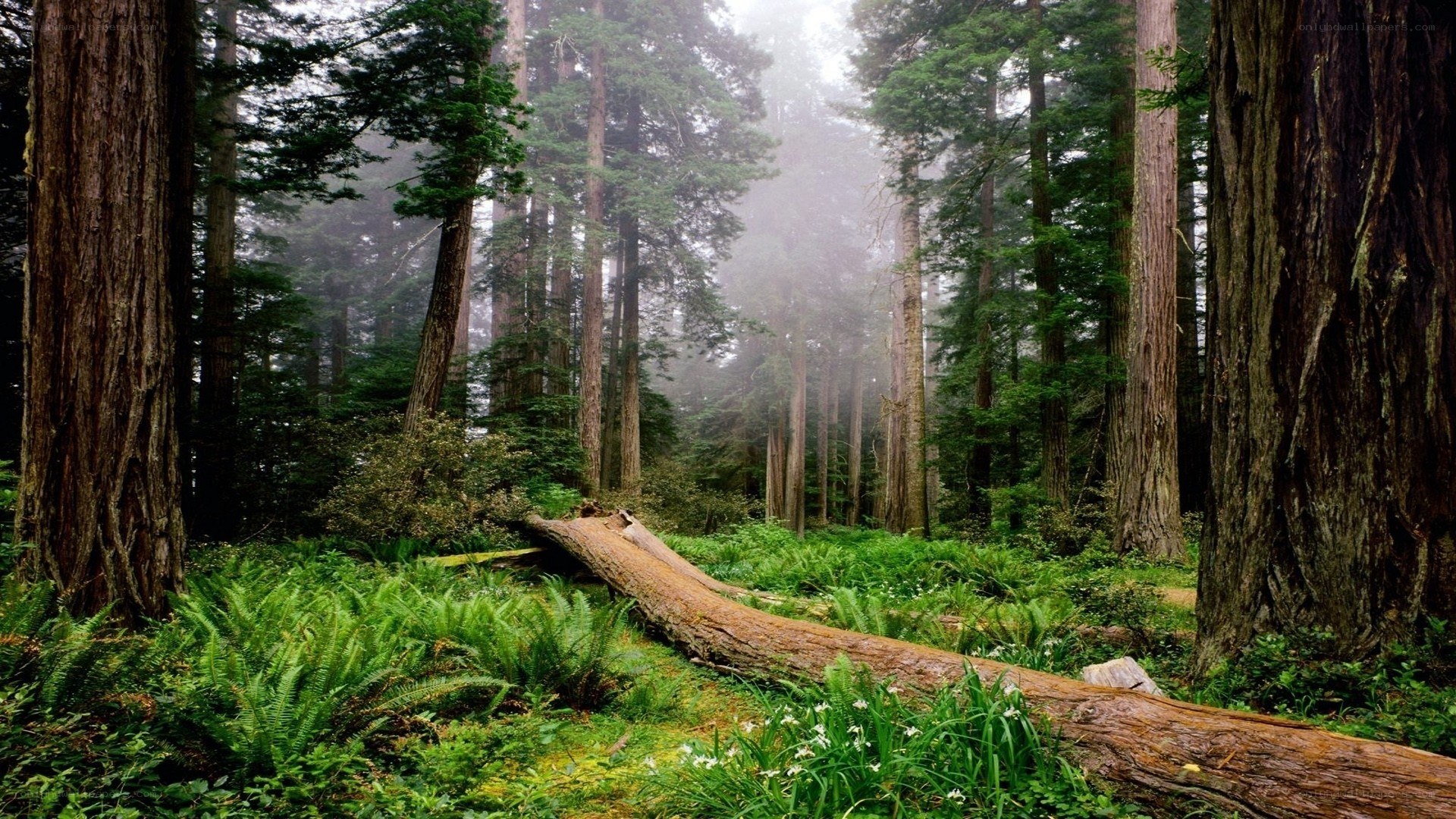 Misty forest with redwood trees