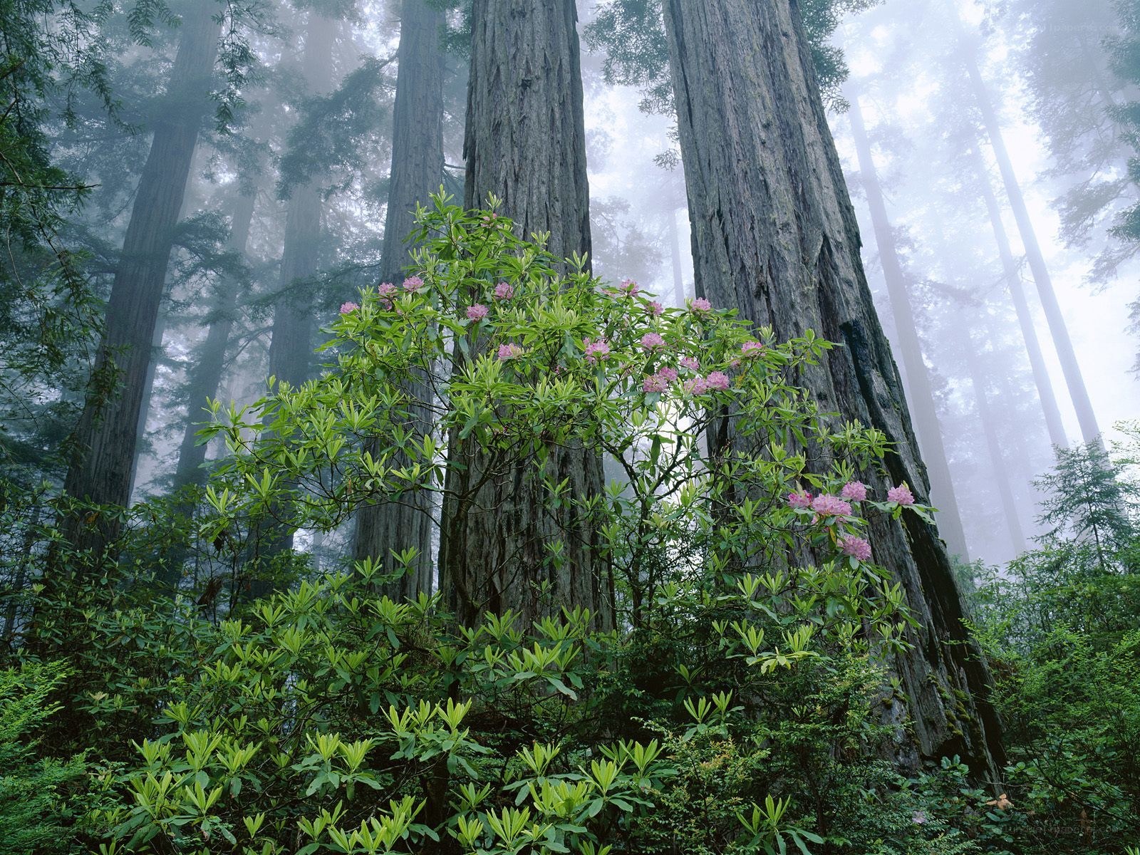 Misty forest with redwood trees