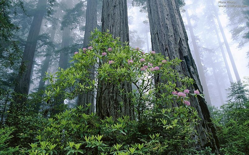 Misty forest with redwood trees