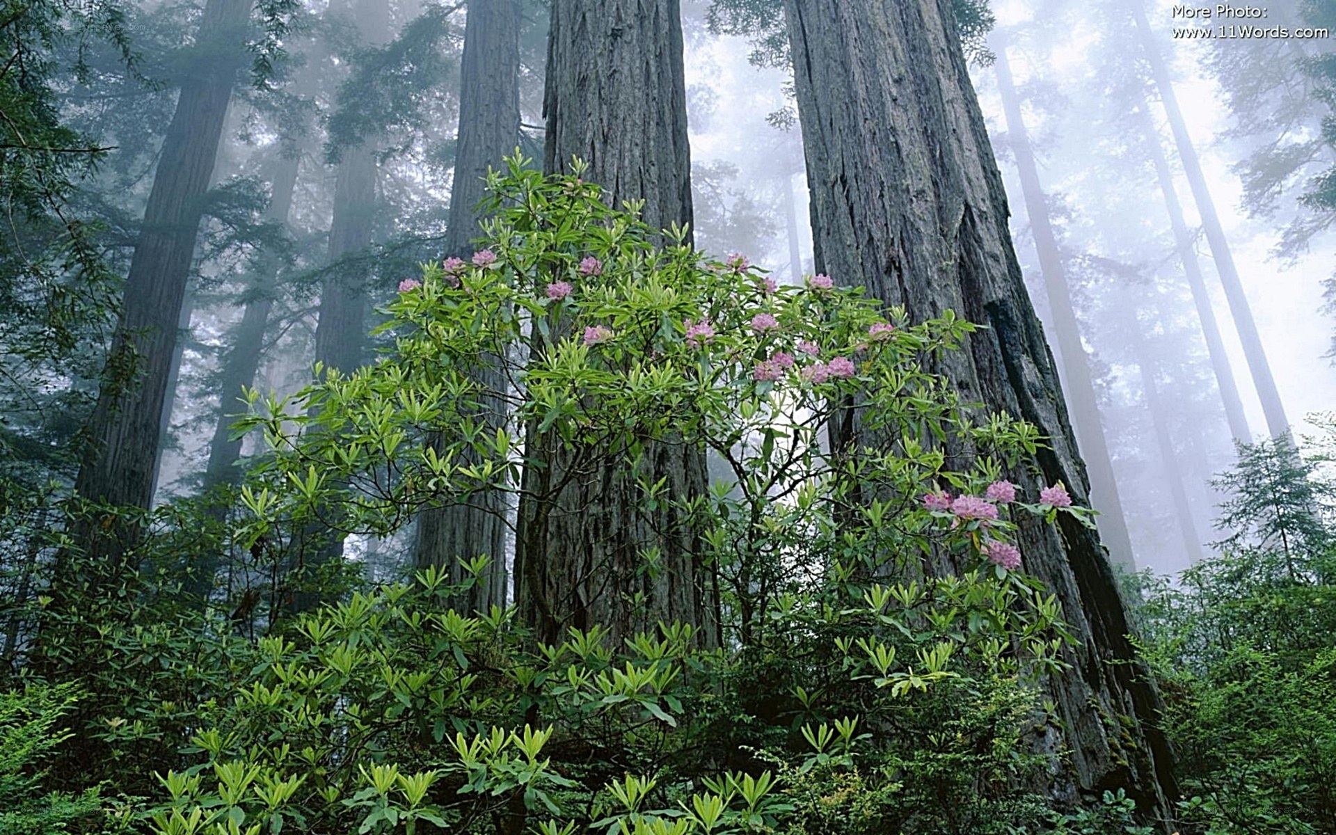 Misty forest with redwood trees