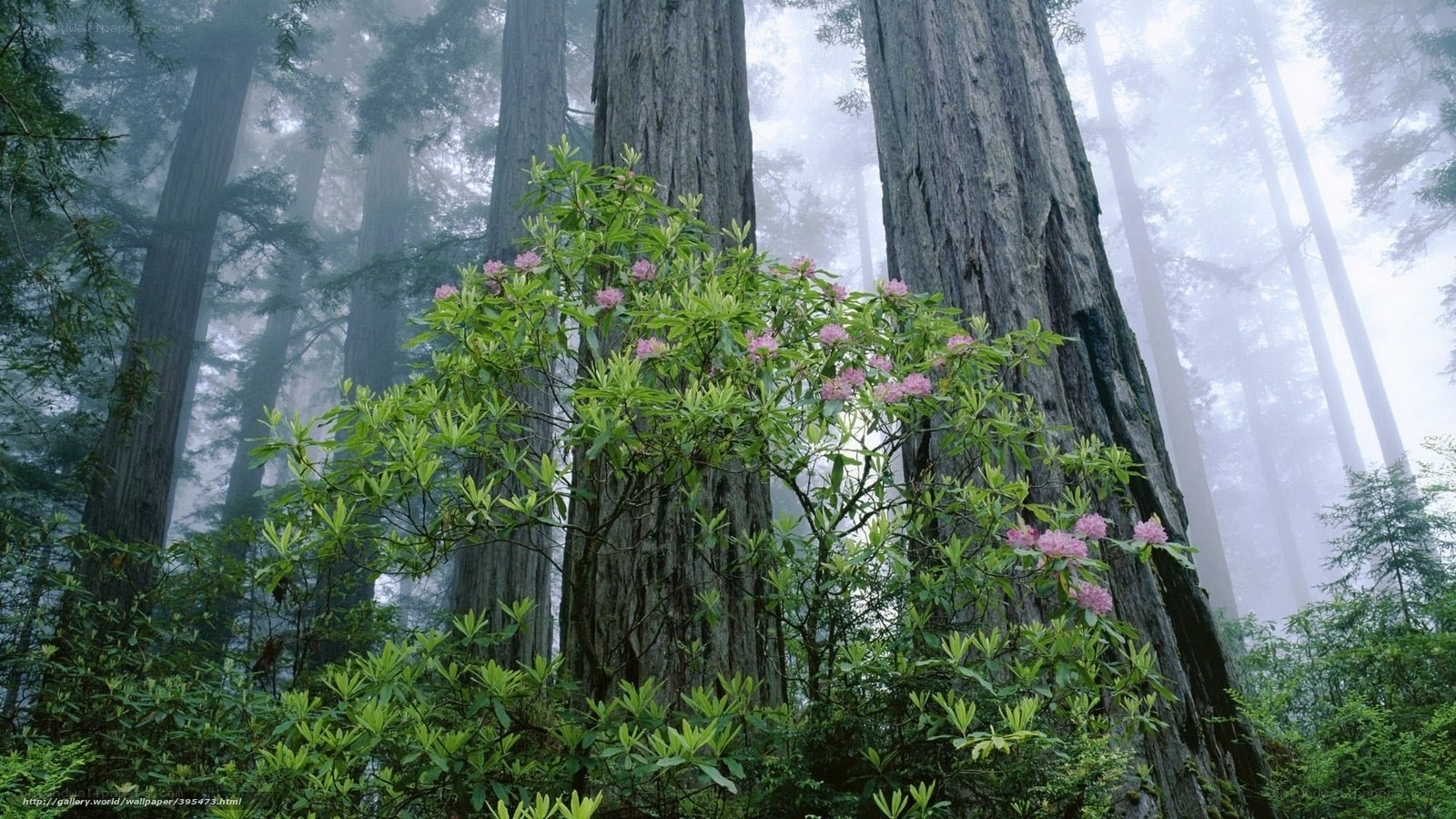 Misty forest with redwood trees
