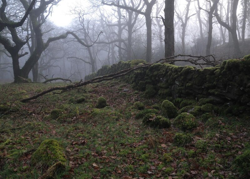 Misty forest with stone wall