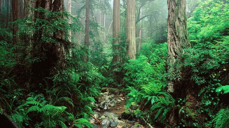 Misty forest with stream