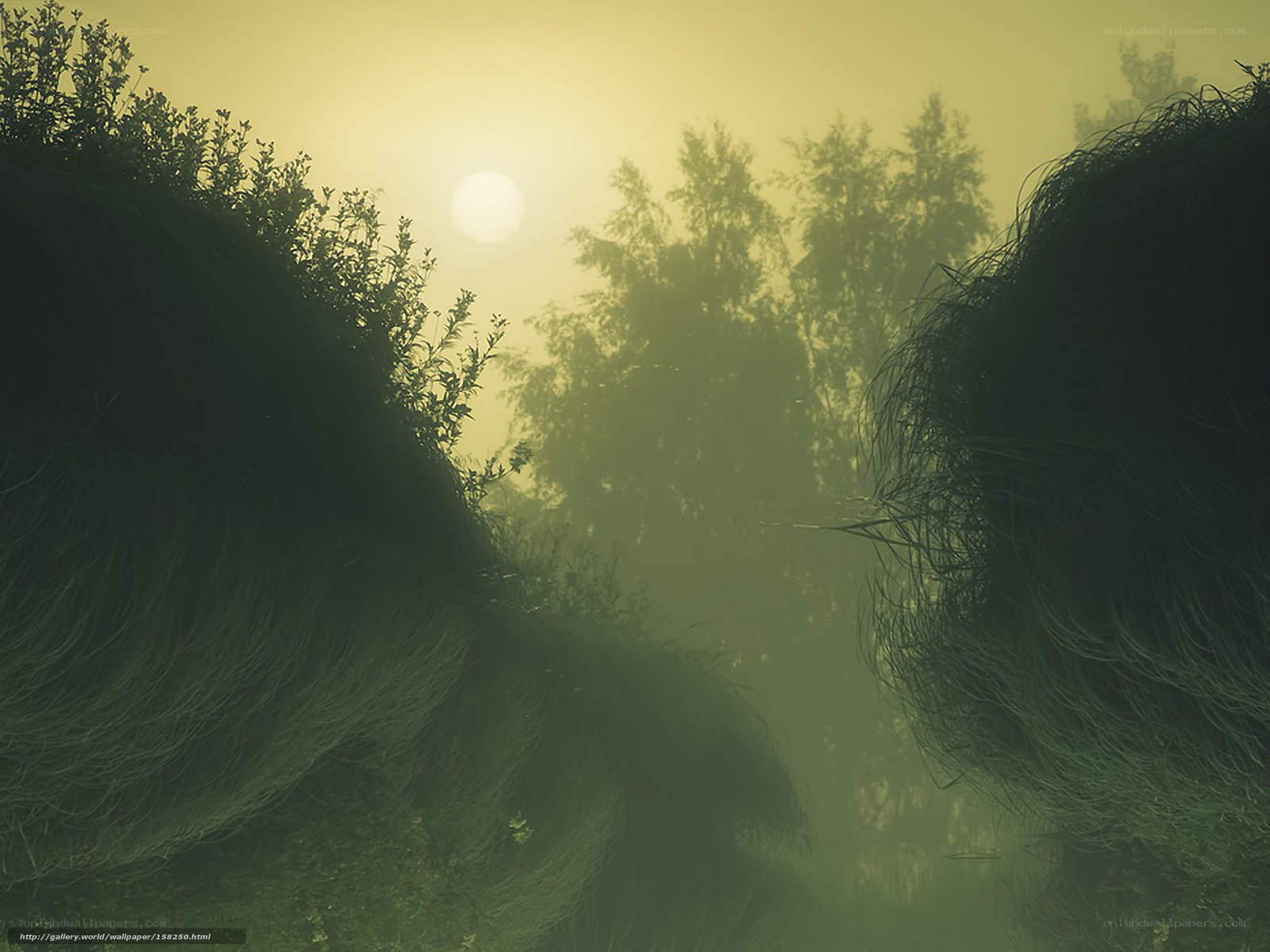 Misty forest with sun