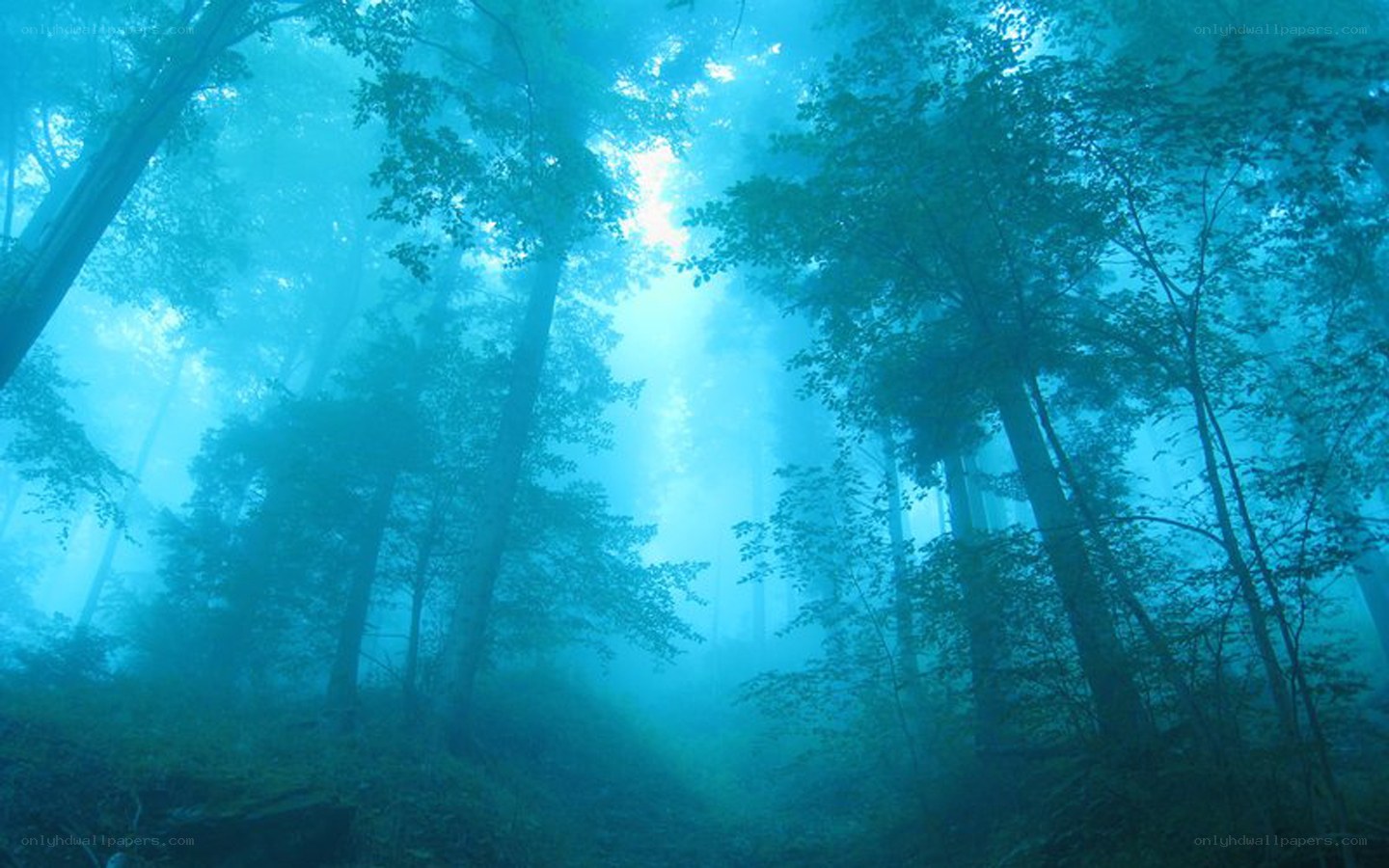 Misty forest with sunbeams
