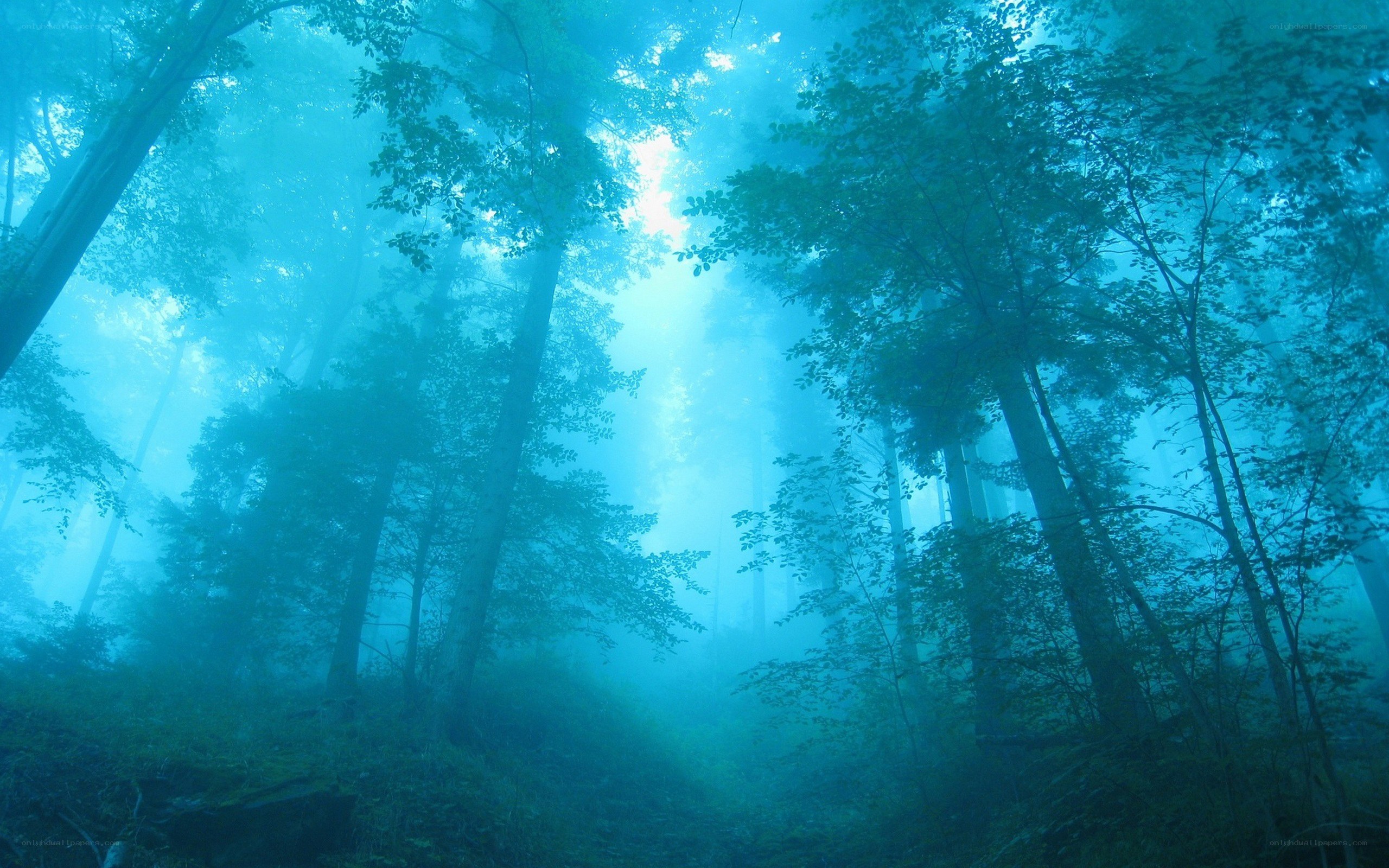 Misty forest with sunbeams