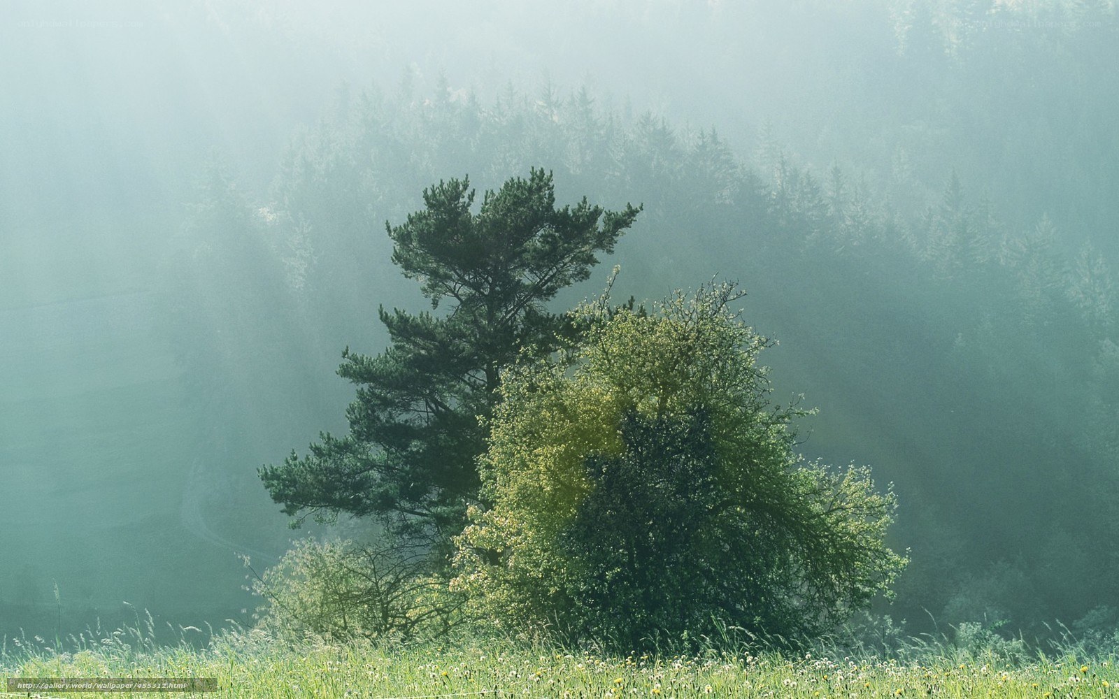 Misty forest with sunbeams